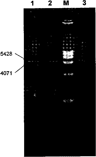 Recombination HEK 293 cell highly expressed by KDR and application thereof