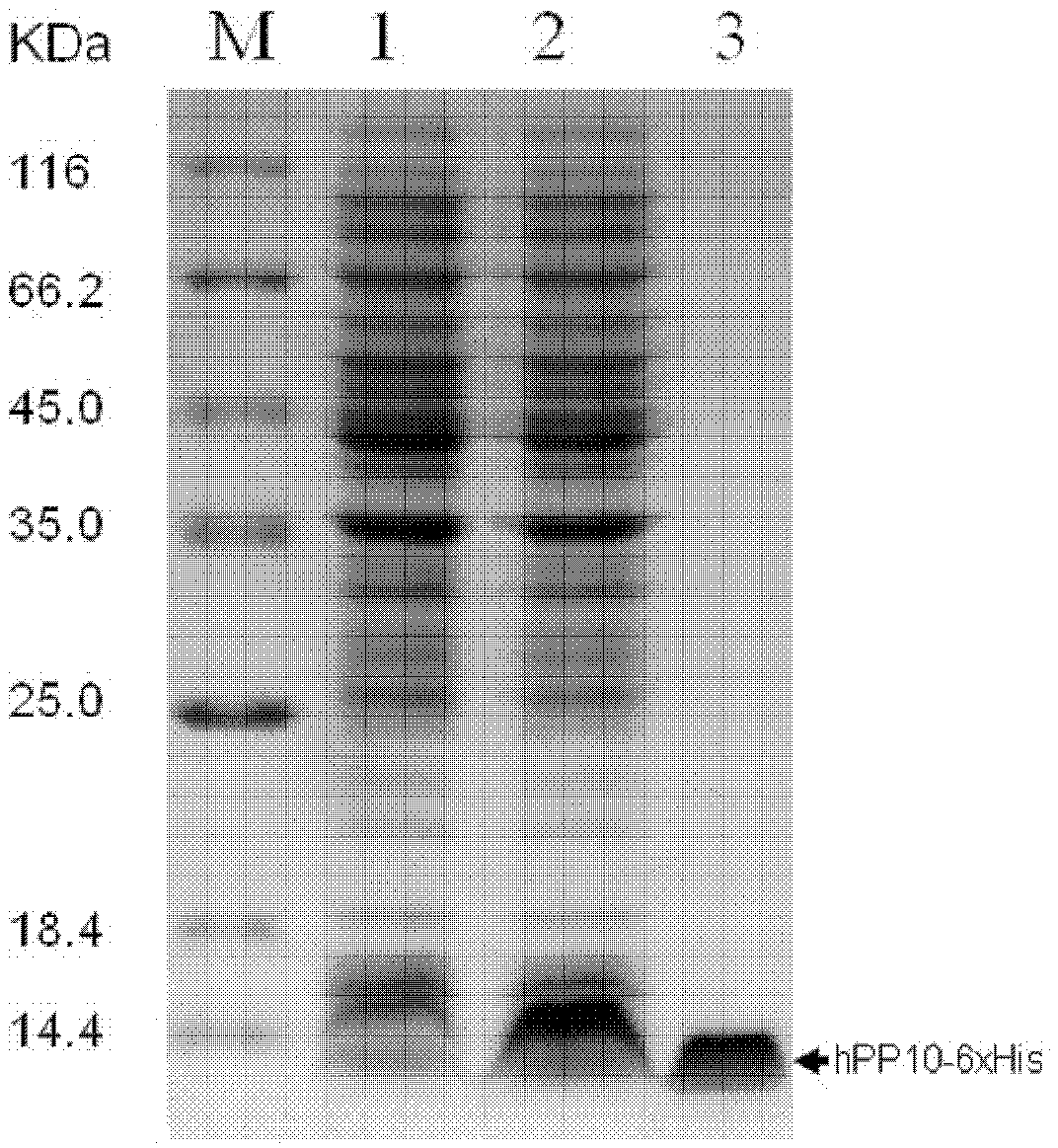 Production of cell-penetrating peptide hPP10 (human Pancreatic Polypeptide) and transfection method for mediated plasmid DNA (Deoxyribose Nucleic Acid) of hPP10