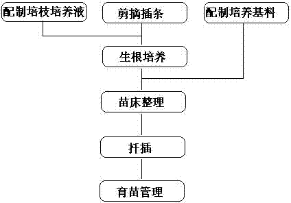 Cuttage seedling culturing method for branch culture of honeysuckle