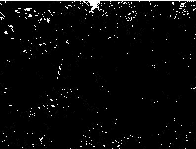 Special fertilizer used for honey pomelo and capable of improving quality and efficiency, and use method thereof