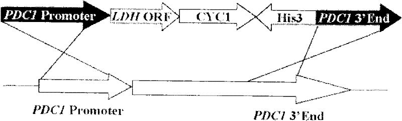 Lactic acid-producing engineering bacteria, constructing method thereof and application thereof