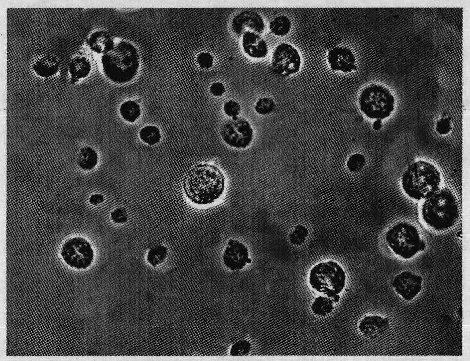 Aeromonas hydrophila micro-capsular oral vaccine