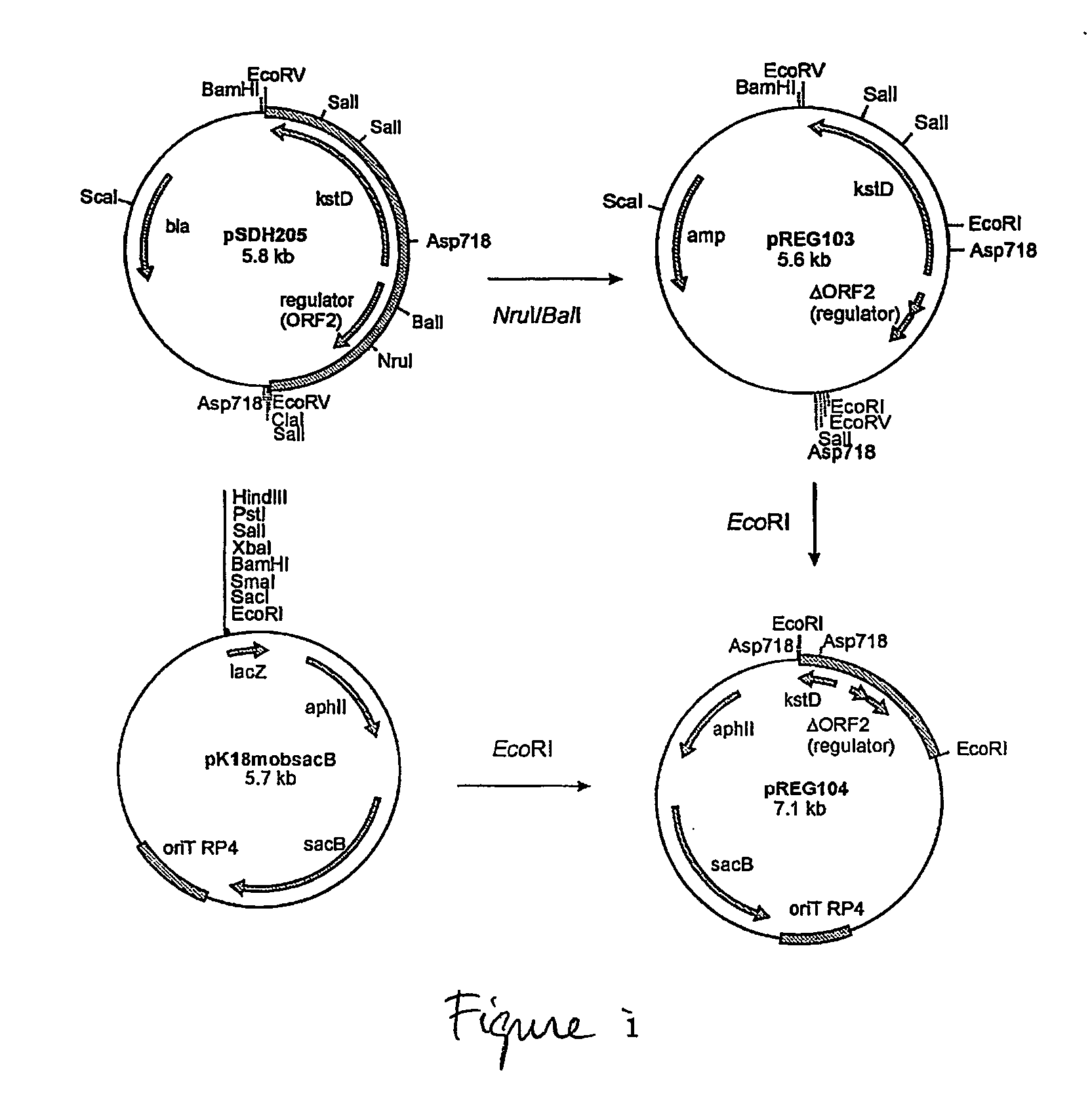 New expression system from rhodococcus