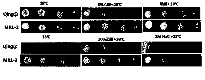 Brewer yeast strain with variety of tolerance to beer fermentation environment and application thereof