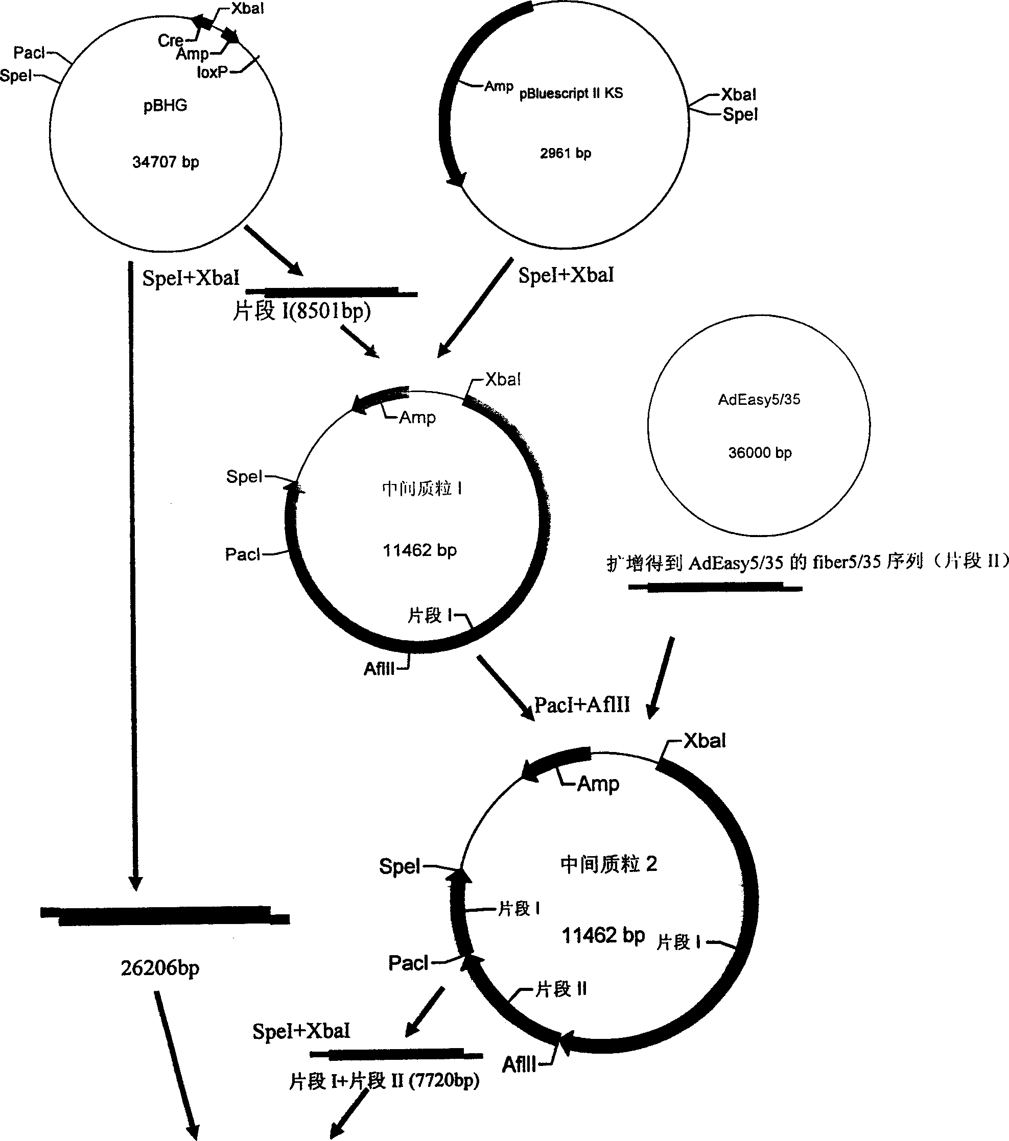 New type recombined plasmid of carrier framework for adenovirus and application