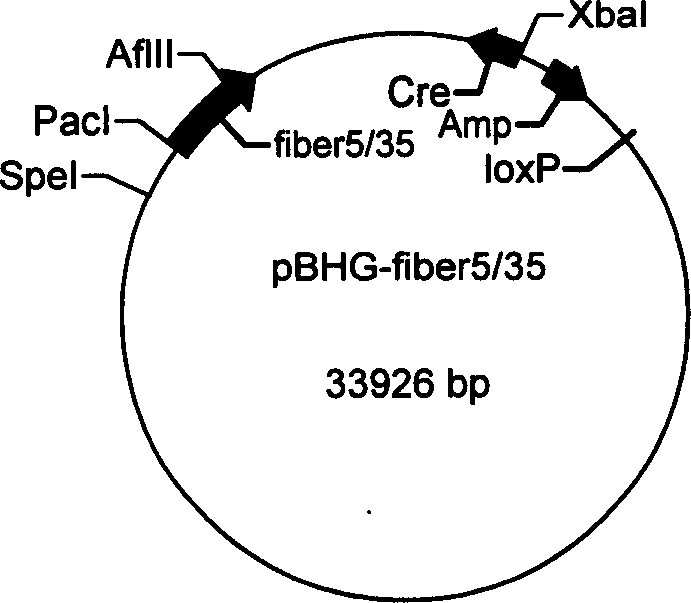 New type recombined plasmid of carrier framework for adenovirus and application