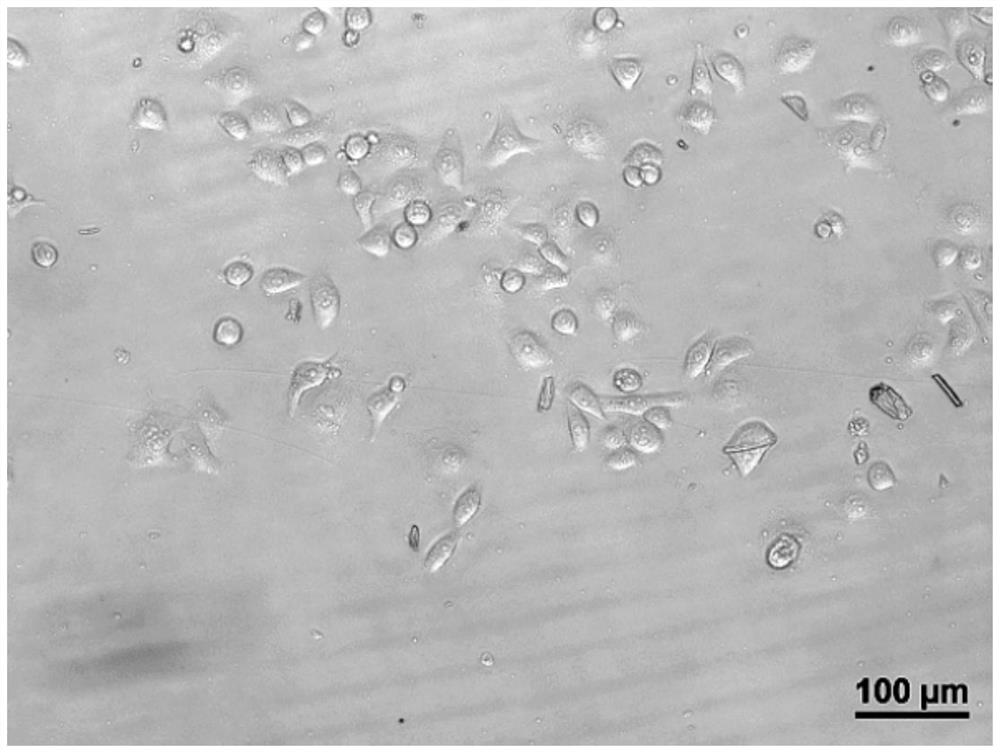 Cell Freezing Solution