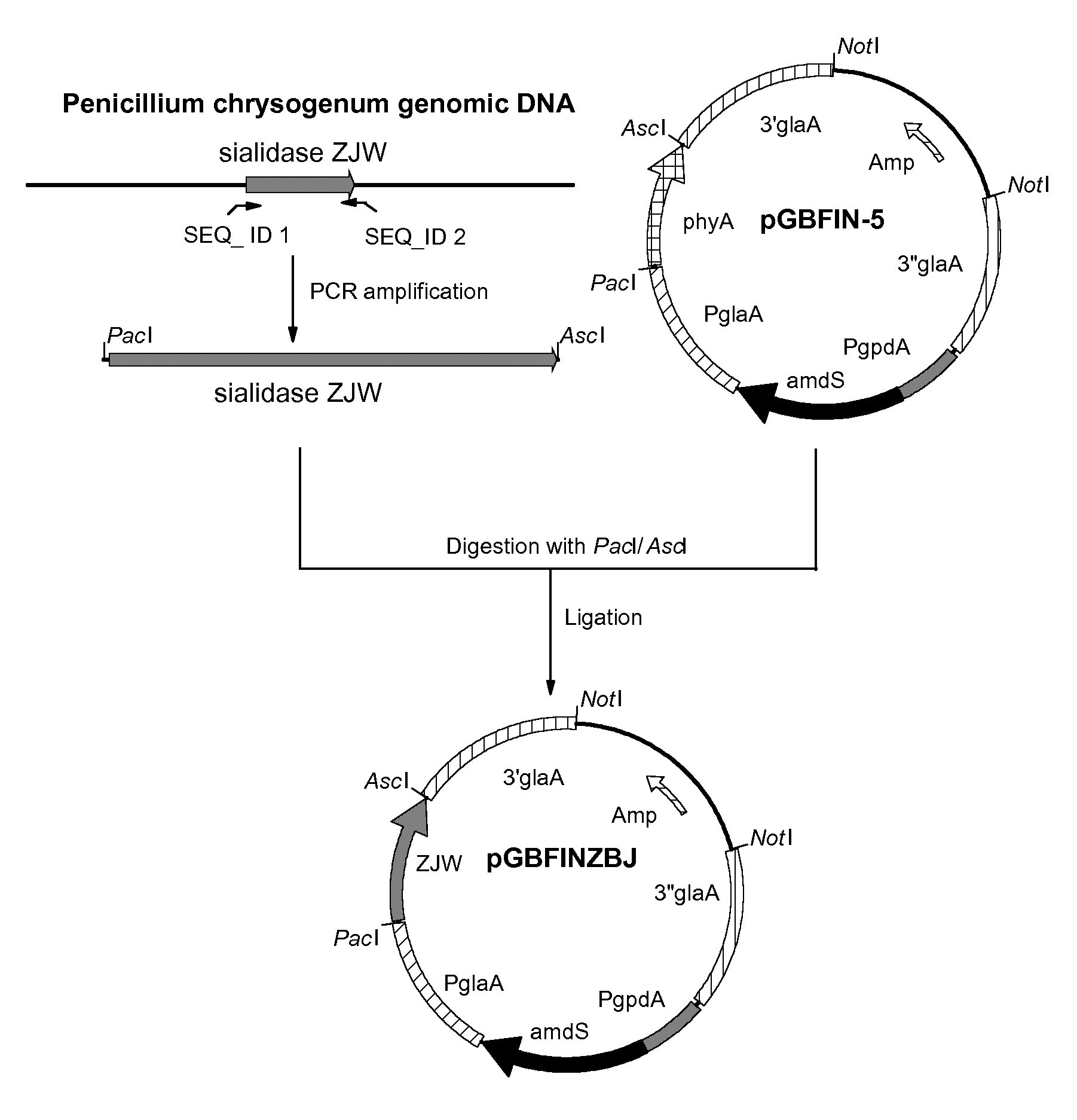 Sialidases