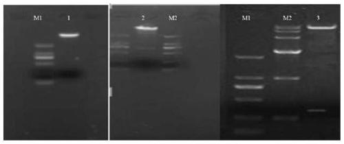 Gene for improving cyst nematode resistance of soybeans and application of gene