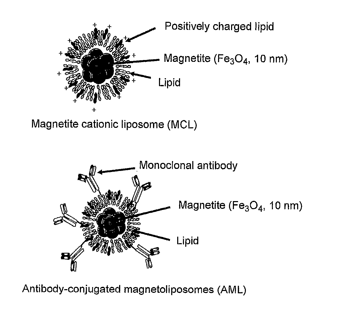 Malignant tumor heat therapy kit comprising Anti-regulatory t cell antibody and magnetic fine particles and heat therapy method thereof