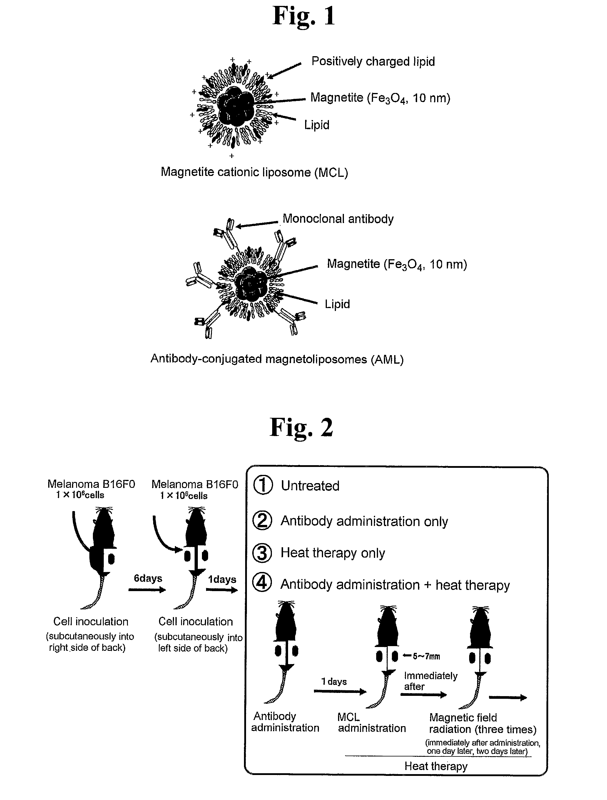 Malignant tumor heat therapy kit comprising Anti-regulatory t cell antibody and magnetic fine particles and heat therapy method thereof