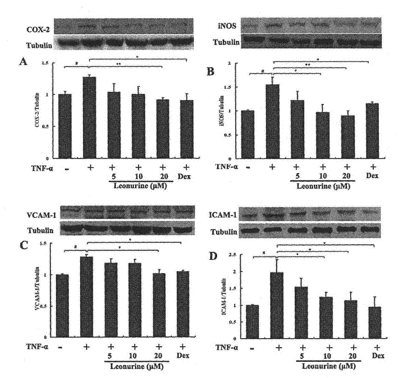 Use of motherwort in the preparation of medicines for preventing and treating inflammation-related diseases