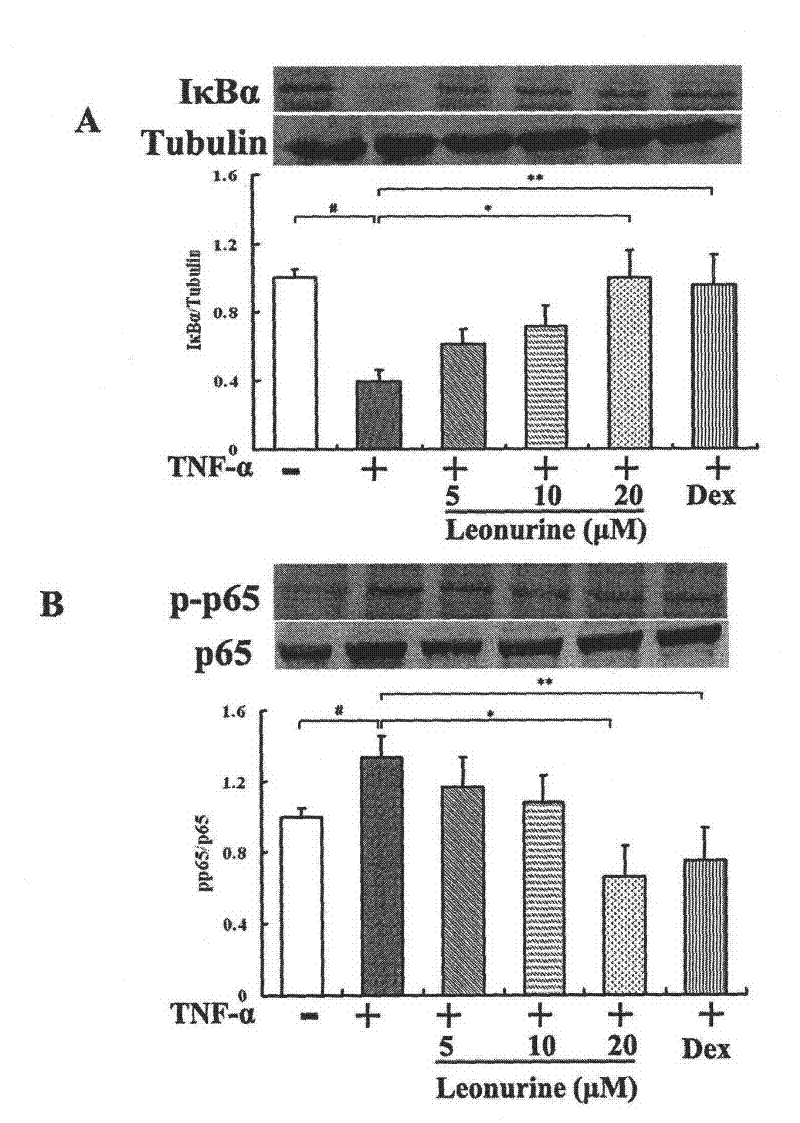 Use of motherwort in the preparation of medicines for preventing and treating inflammation-related diseases