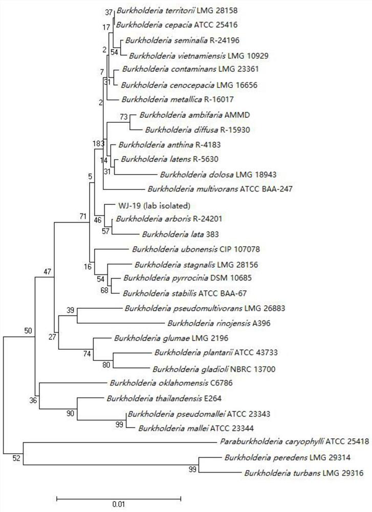 Endophytic Burkholderia wj-19 from Sapium arvensis with high tolerance to multiple heavy metals