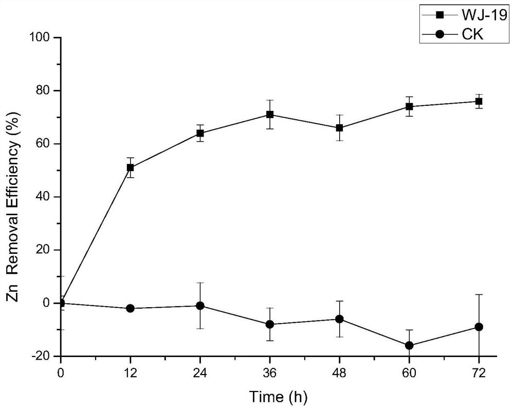 Endophytic Burkholderia wj-19 from Sapium arvensis with high tolerance to multiple heavy metals