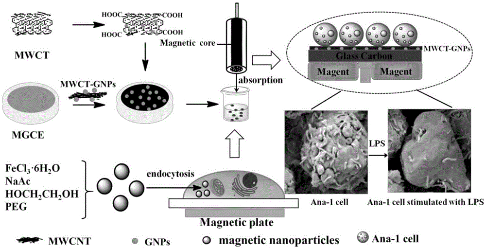 Application of nanogold-carbon nano tube-chitosan composite membrane cell sensor to detection of toxicity of food-borne pathogenic bacteria