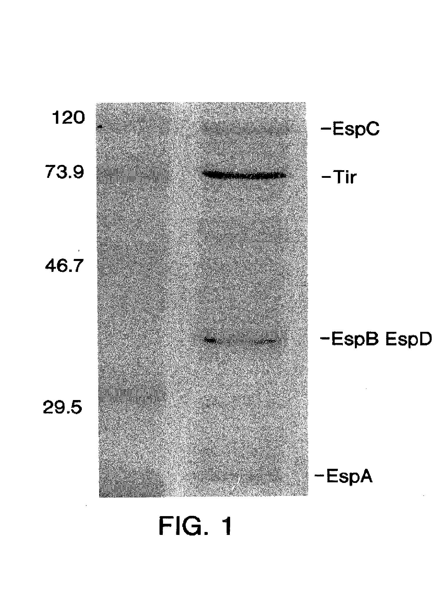 Enterohemorrhagic escherichia coli vaccine