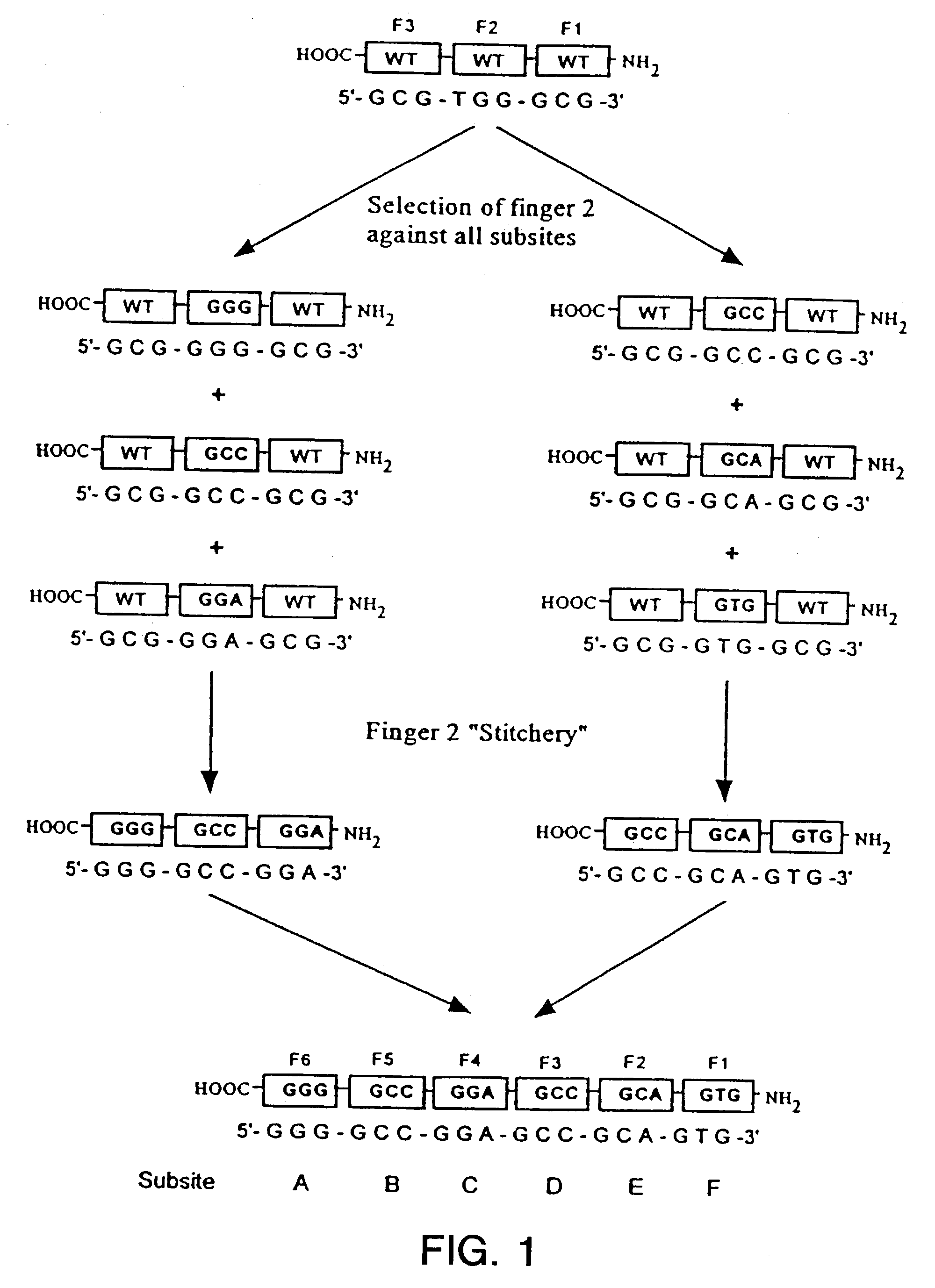 Ligand activated transcriptional regulator proteins