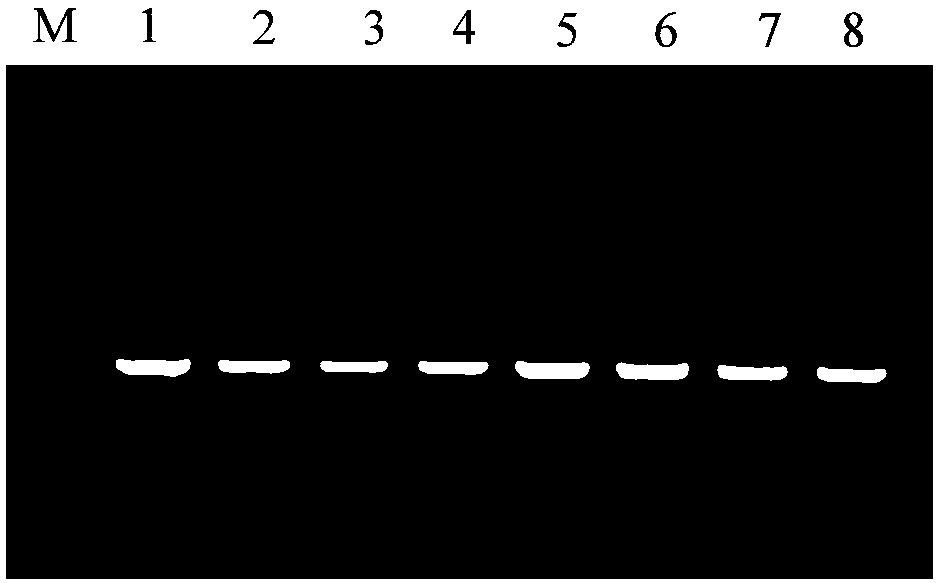 Biocontrol bacterium Meyerozyma guilliermondii Y-1 for controlling apple ring rot and biocontrol preparation thereof