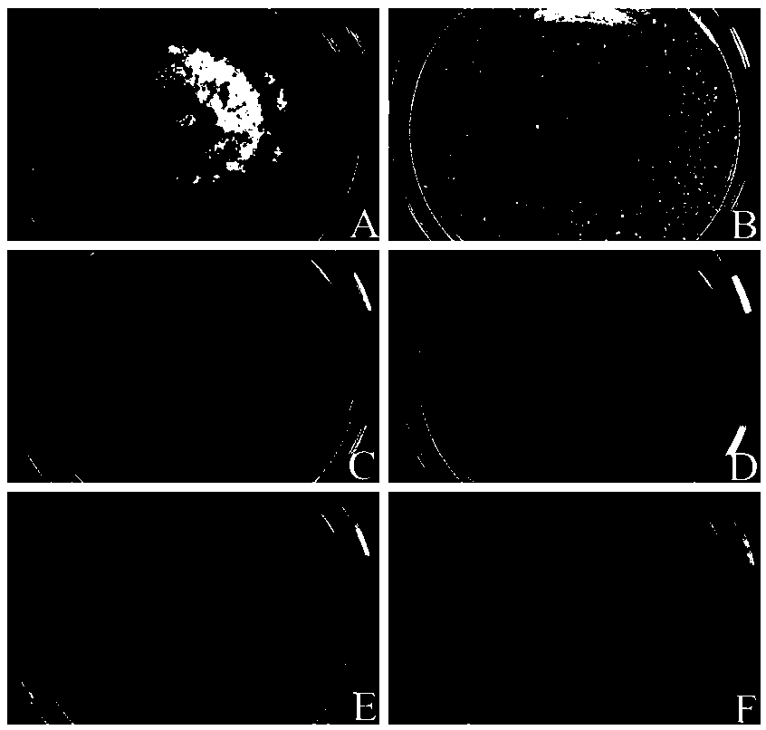 Biocontrol bacterium Meyerozyma guilliermondii Y-1 for controlling apple ring rot and biocontrol preparation thereof