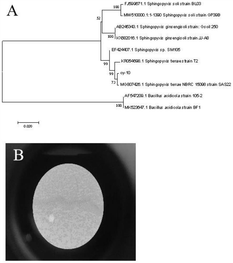 Heterotrophic nitrification-aerobic denitrification bacterium resistant to low carbon and high nitrogen and application thereof