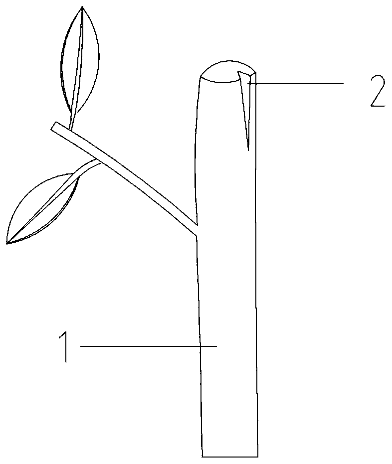 A kind of hydrophobic grafting method of whole leaf of camellia single bud rolling