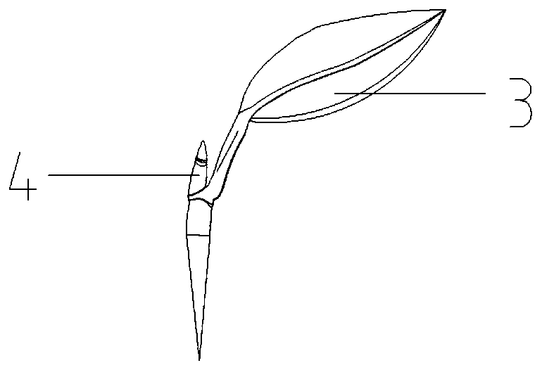 A kind of hydrophobic grafting method of whole leaf of camellia single bud rolling