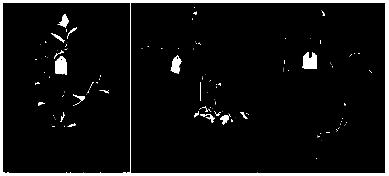 Method for evaluating waterlogging tolerance of petunia