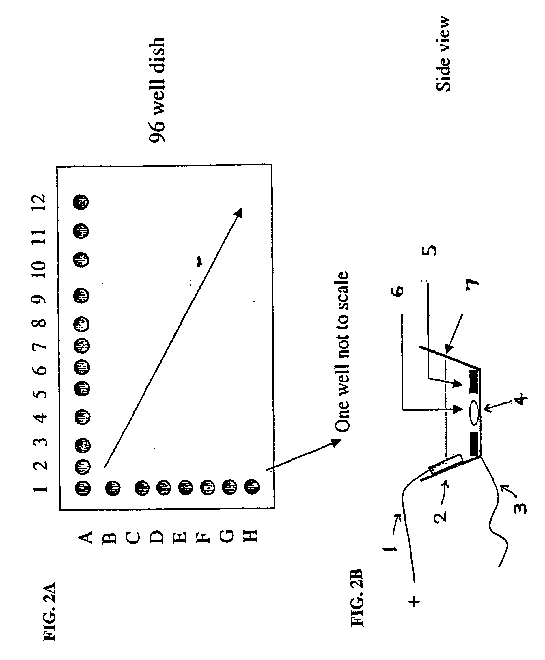 Electrical field stimulation of eukaryotic cells