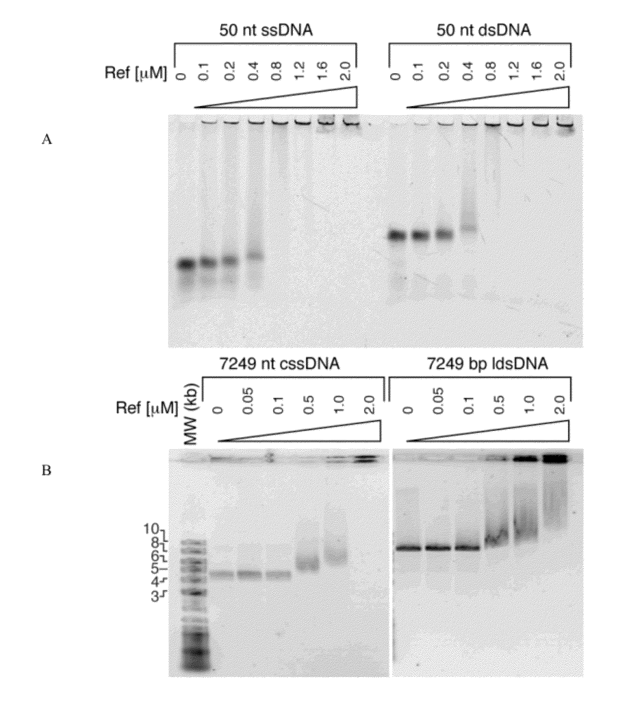 Method for using ref protein as a targeted reca-dependent nuclease