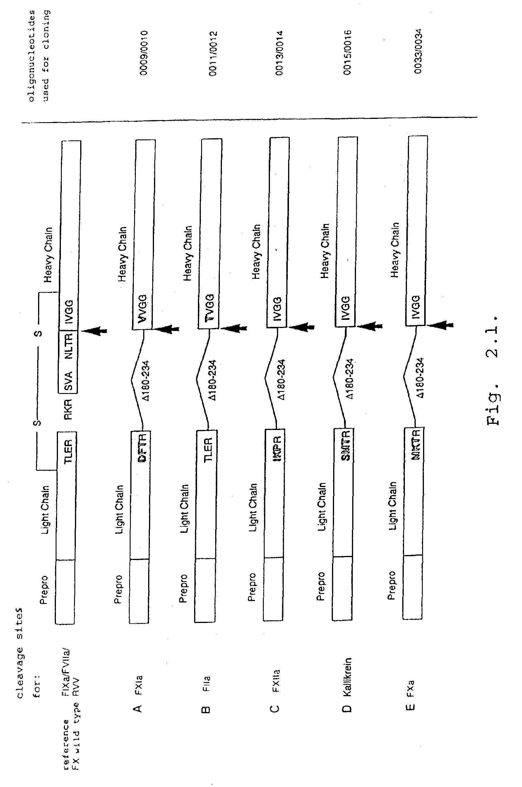 Nucleic acids encoding factor X deletion mutants and analogues thereof