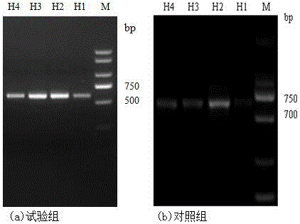 Extraction method of metagenome of microbes in seawater