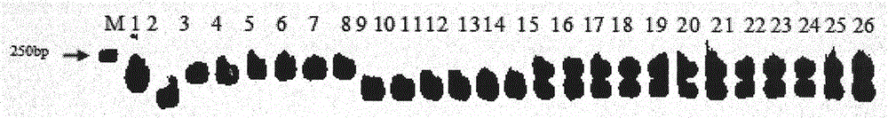 Molecular marker for identifying sesame male sterile line of sesame and identifying method thereof