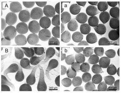 Preparation method and application of a pH-responsive calcium alginate/vaterite calcium carbonate composite microsphere with controllable release rate