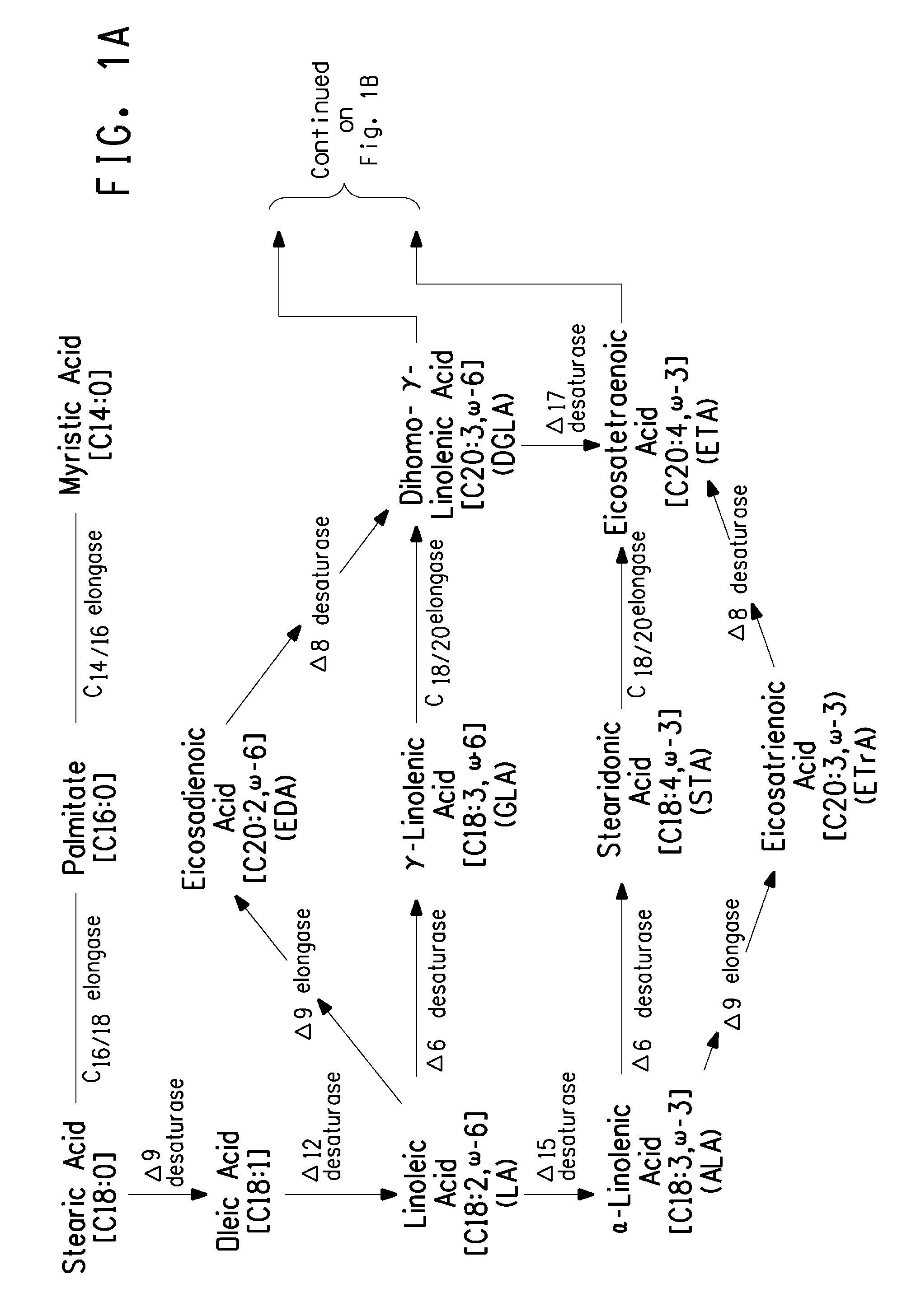 Mutant delta-5 desaturases and their use in making polyunsaturated fatty acids