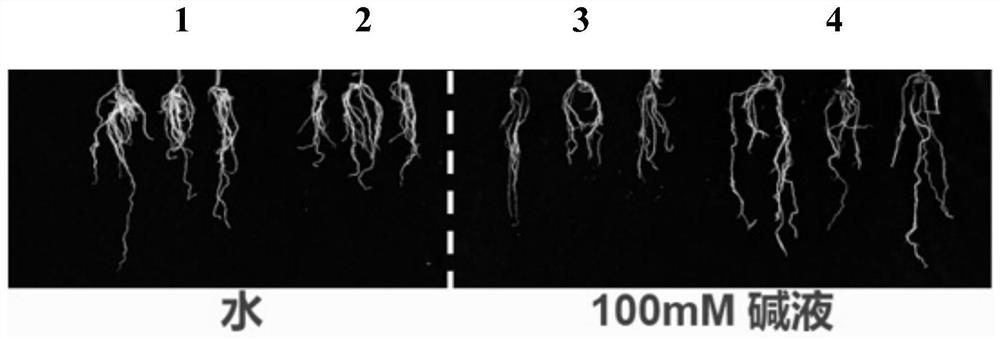 Acinetobacter strain and application thereof in improving stress resistance of plants