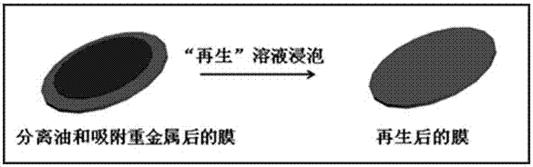 Preparation method of multifunctional oil-water separation material based on graphene oxide nanoribbons