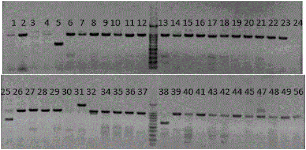 Production method for Fbxo40 gene knockout pigs