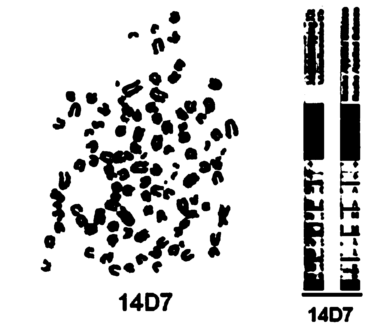 Anti-human CD133 monoclonal antibody and preparation method and applications thereof