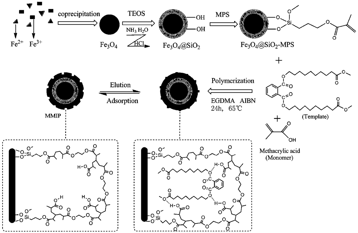 Preparation method, product and application of phthalate molecularly imprinted polymer