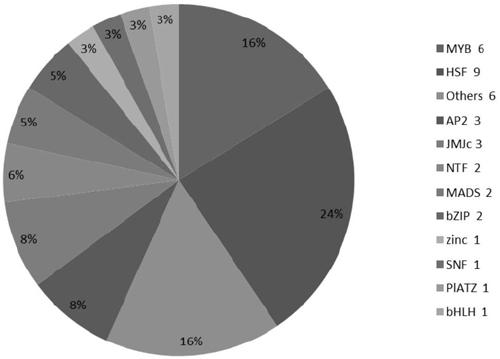 Chinese rose transcription factor RhMYB4 and application thereof to regulation and control of floral organ development