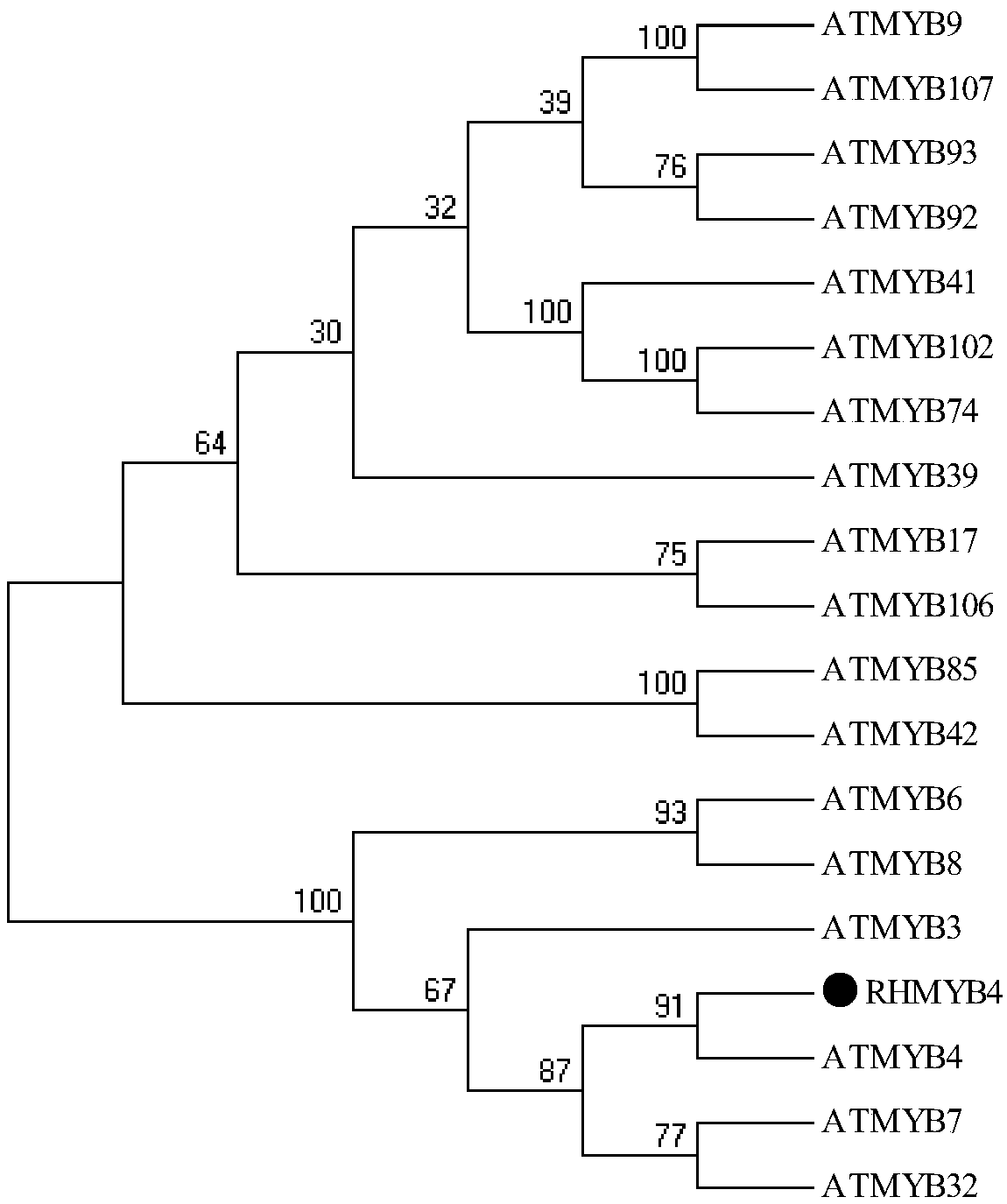 Chinese rose transcription factor RhMYB4 and application thereof to regulation and control of floral organ development