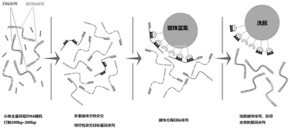 Probe design method and positioning method for wheat exon sequencing gene positioning