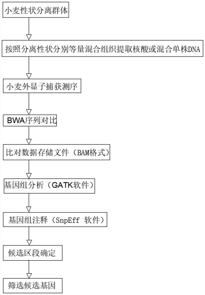 Probe design method and positioning method for wheat exon sequencing gene positioning