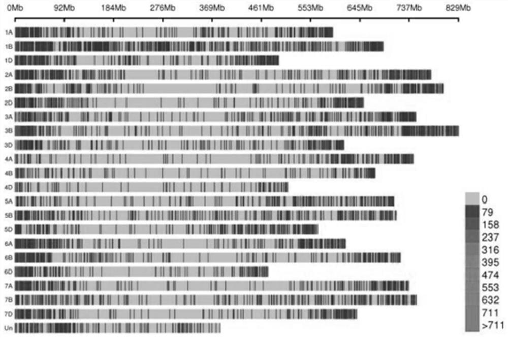 Probe design method and positioning method for wheat exon sequencing gene positioning