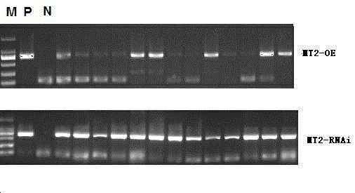 Cloning and application of rice gene OsPIMT2 related to low nitrogen stress and nitrogen utilization