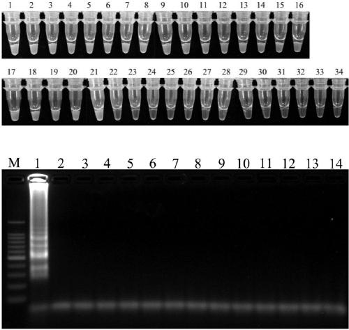 Leptosphaeria biglobosa specific sequence, LAMP detection primer and application