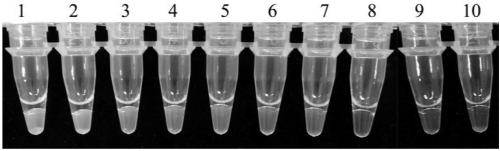 Leptosphaeria biglobosa specific sequence, LAMP detection primer and application