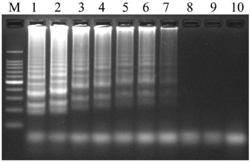 Leptosphaeria biglobosa specific sequence, LAMP detection primer and application