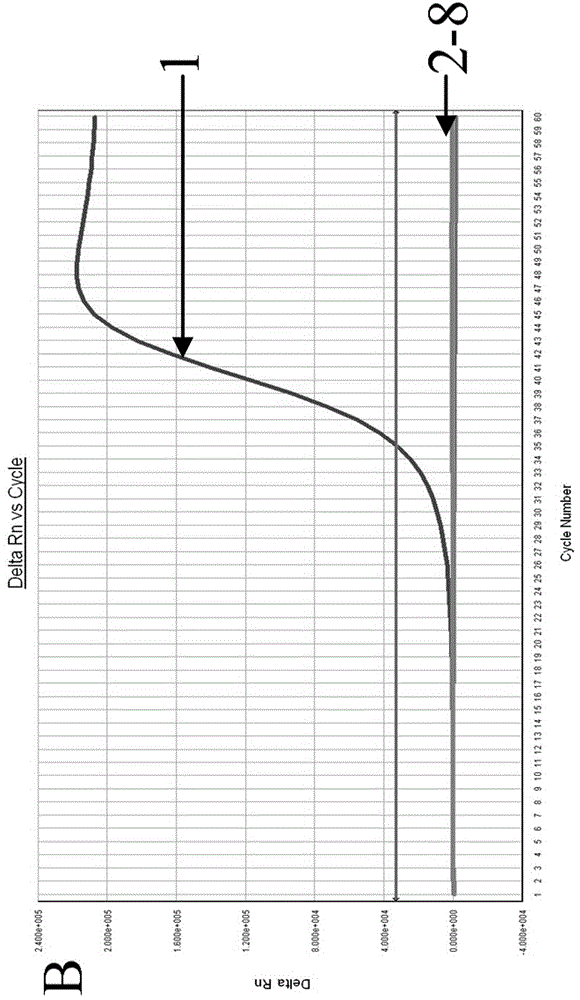 Molecular detection method of salmonella and application thereof